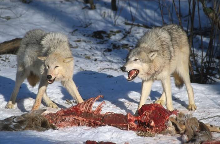 Wolves_Kill