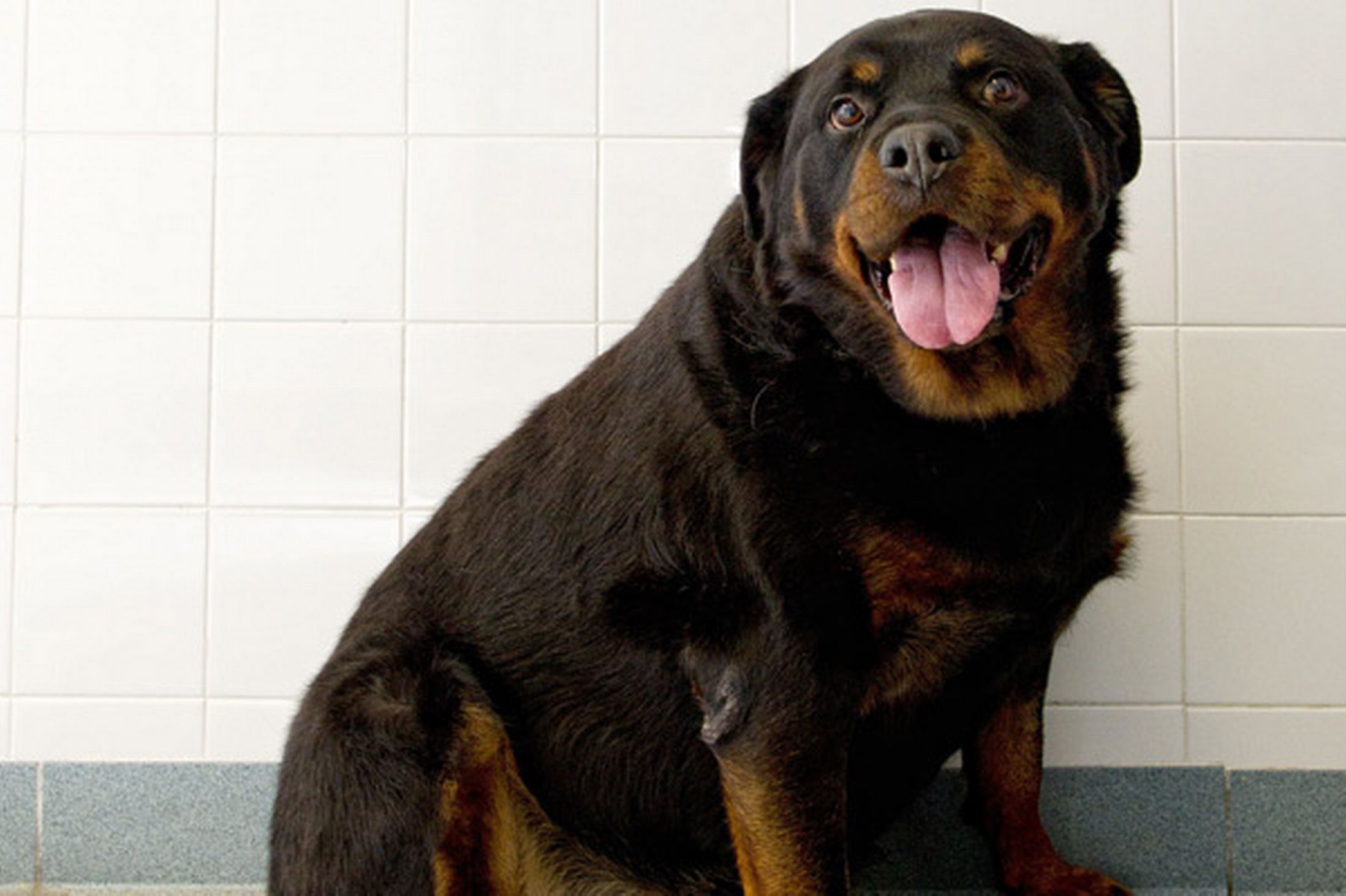 7 month old rottweiler at correct weight for his age