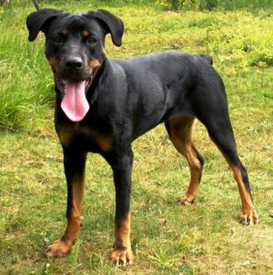 Cheap Rottweiler puppies | Meisterhunde 