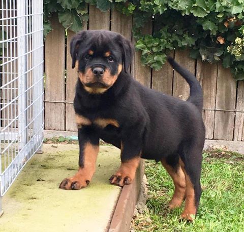 are female rottweilers bigger puppies