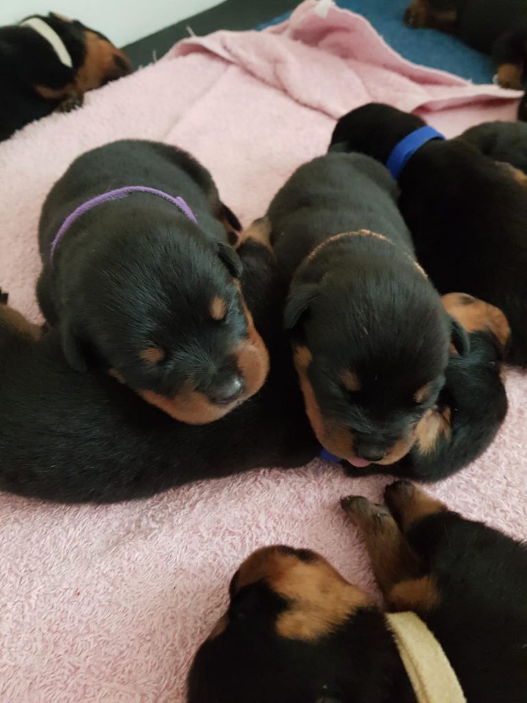 Current Litters Meisterhunde Rottweilers High Quality