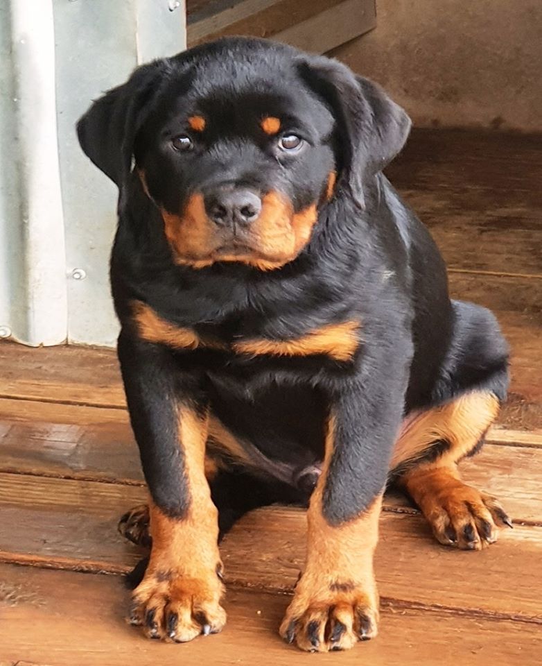 How often & how much to feed? - Meisterhunde Rottweilers | High Quality  German Rottweiler Breeder, Geelong, Victoria, Australia